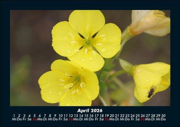 Produktbild: Blumenzauber 2026 Fotokalender DIN A5