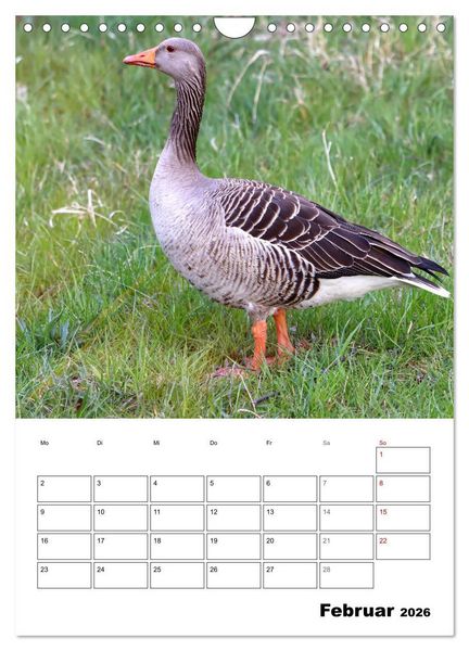 Produktbild: G&auml;nse, geliebte Wasserv&ouml;gel (Wandkalender 2026 DIN A4 hoch), CALVENDO Monatskalender