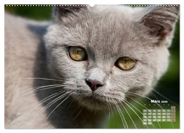 Produktbild: Katzen im Gr&uuml;nen (Wandkalender 2026 DIN A2 quer), CALVENDO Monatskalender