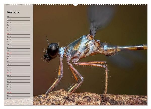 Produktbild: Die geheimnisvolle Welt der Insekten (hochwertiger Premium Wandkalender 2026 DIN A2 quer), Kunstdruck in Hochglanz