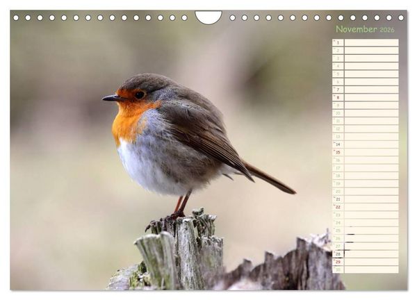 Produktbild: Gefiederte Sch&ouml;nheiten - Das Rotkehlchen / Planer (Wandkalender 2026 DIN A4 quer), CALVENDO Monatskalender