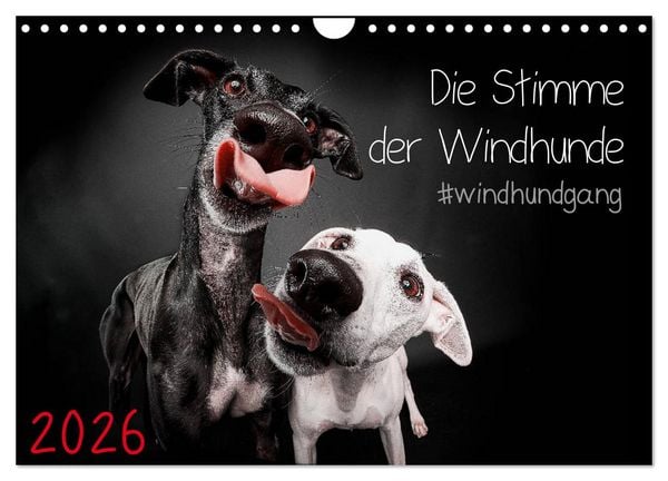 Die Stimme der Windhunde (Wandkalender 2026 DIN A4 quer), CALVENDO Monatskalender