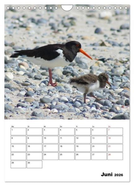 Produktbild: Einzigartige Insel Helgoland (Wandkalender 2026 DIN A4 hoch), CALVENDO Monatskalender