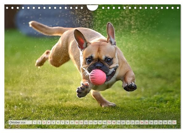 Produktbild: Bullys in Action - Franz&ouml;sische Bulldoggen lieben B&auml;lle (Wandkalender 2026 DIN A4 quer), CALVENDO Monatskalender