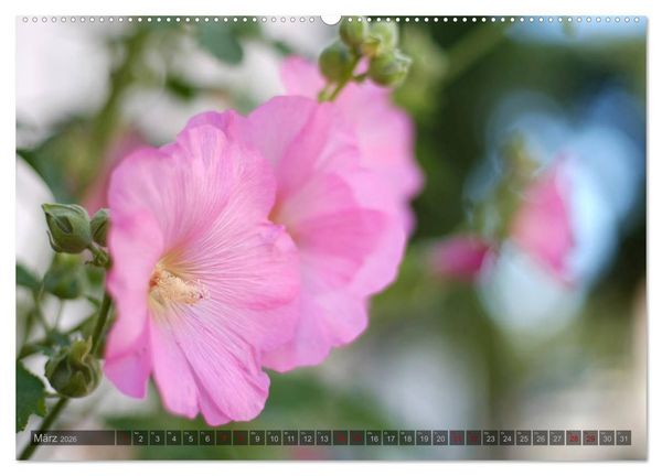 Produktbild: Stockrosen - Traumhafte Sch&ouml;nheiten (Wandkalender 2026 DIN A2 quer), CALVENDO Monatskalender