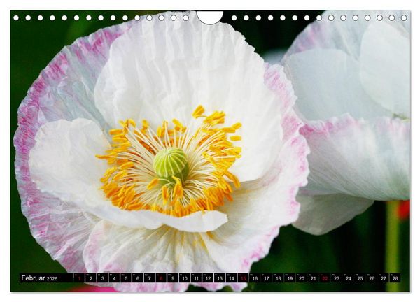 Produktbild: Mohnbl&uuml;ten-Portr&auml;ts (Wandkalender 2026 DIN A4 quer), CALVENDO Monatskalender