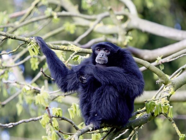 Produktbild: CALVENDO Puzzle Siamang | 1000 Teile Lege-Gr&ouml;&szlig;e 64x48cm Foto-Puzzle f&uuml;r gl&uuml;ckliche Stunden
