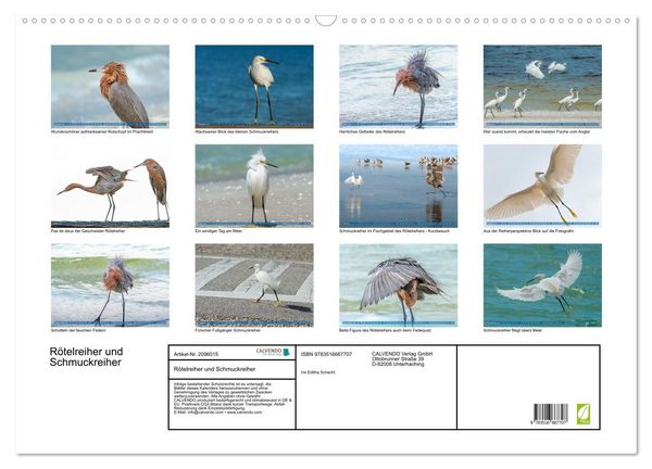 Produktbild: R&ouml;telreiher und Schmuckreiher (Wandkalender 2026 DIN A2 quer), CALVENDO Monatskalender