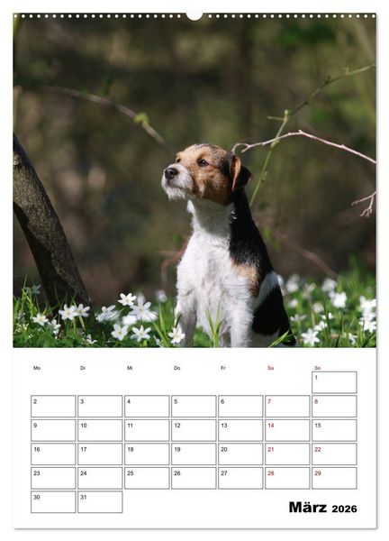 Produktbild: Tender Fellows - Parson Russell Terrier (Wandkalender 2026 DIN A2 hoch), CALVENDO Monatskalender