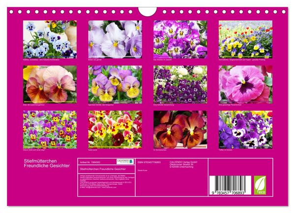 Produktbild: Stiefm&uuml;tterchen Freundliche Gesichter (Wandkalender 2026 DIN A4 quer), CALVENDO Monatskalender