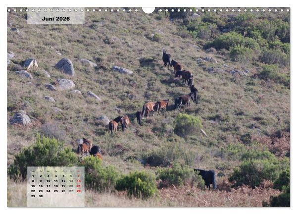 Produktbild: Nordportugal - Heimat der letzten wilden Pferde (Wandkalender 2026 DIN A3 quer), CALVENDO Monatskalender