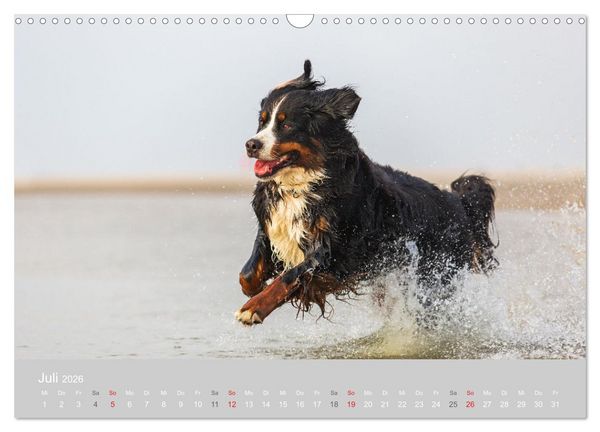 Produktbild: Liebling BERNER SENNENHUND (Wandkalender 2026 DIN A3 quer), CALVENDO Monatskalender