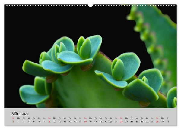 Produktbild: Bl&uuml;tensymphonie - Kakteen und Sukkulenten (hochwertiger Premium Wandkalender 2026 DIN A2 quer), Kunstdruck in Hochglanz