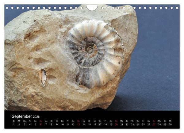 Produktbild: Fossilien - Zeugen der Urzeit (Wandkalender 2026 DIN A4 quer), CALVENDO Monatskalender