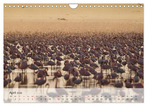 Produktbild: Flamingo Impressionen 2026 (Wandkalender 2026 DIN A4 quer), CALVENDO Monatskalender