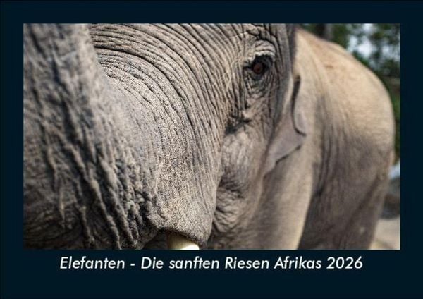 Produktbild: Elefanten - Die sanften Riesen Afrikas 2026 Fotokalender DIN A5