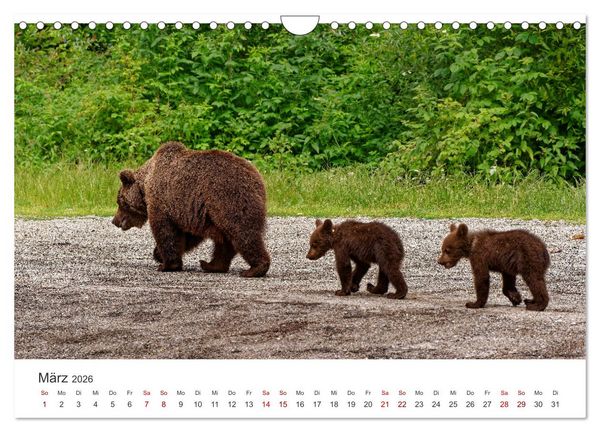 Produktbild: Siebenb&uuml;rgen und das Fagaras Gebirge (Wandkalender 2026 DIN A4 quer), CALVENDO Monatskalender
