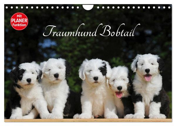 Produktbild: Traumhund Bobtail (Wandkalender 2026 DIN A4 quer), CALVENDO Monatskalender