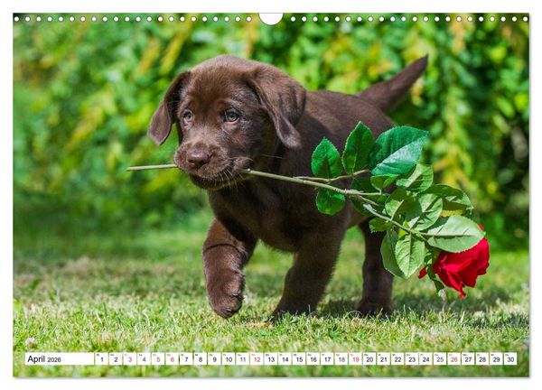 Produktbild: Labrador Retriever - Freunde f&uuml;r&acute;s Leben (Wandkalender 2026 DIN A3 quer), CALVENDO Monatskalender