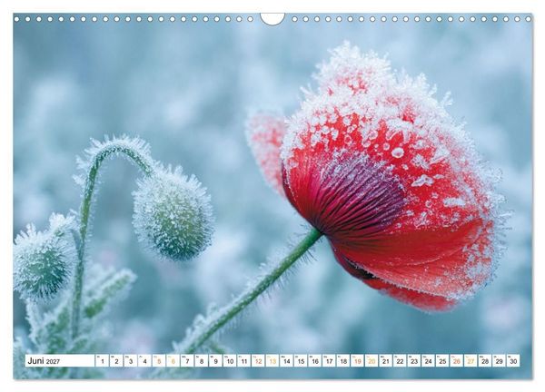 Produktbild: Mohn im Atem des Winters (Wandkalender 2027 DIN A3 quer), CALVENDO Monatskalender