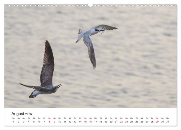 Produktbild: M&ouml;wen am Meer (hochwertiger Premium Wandkalender 2026 DIN A2 quer), Kunstdruck in Hochglanz