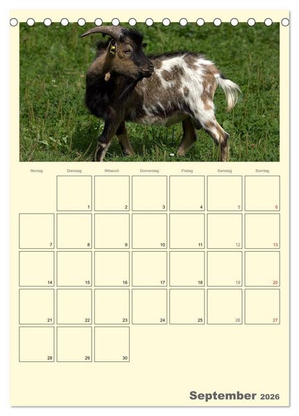 Produktbild: Zwergziegen (Tischkalender 2026 DIN A5 hoch), CALVENDO Monatskalender