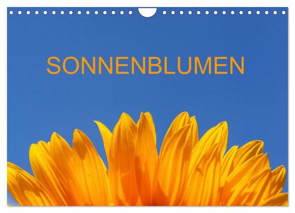 Produktbild: Sonnenblumen (Wandkalender 2026 DIN A4 quer), CALVENDO Monatskalender