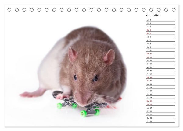 Produktbild: Ratten. Kleine Nager, gro&szlig;es Herz. (Tischkalender 2026 DIN A5 quer), CALVENDO Monatskalender