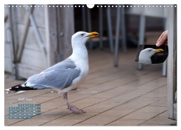 Produktbild: M&ouml;wen frech und witzig (Wandkalender 2026 DIN A3 quer), CALVENDO Monatskalender