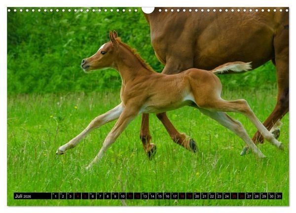 Produktbild: Fohlen entdecken die Welt (Wandkalender 2026 DIN A3 quer), CALVENDO Monatskalender