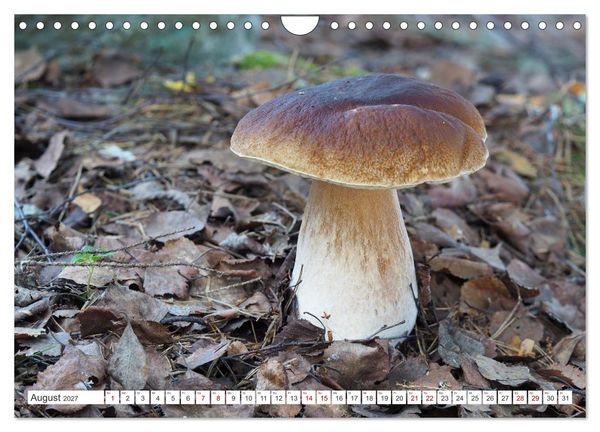 Produktbild: Pilze finden - das ganze Jahr! (Wandkalender 2027 DIN A4 quer), CALVENDO Monatskalender