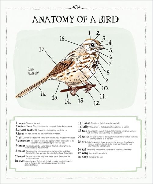 Produktbild: Bird Anatomy Posters