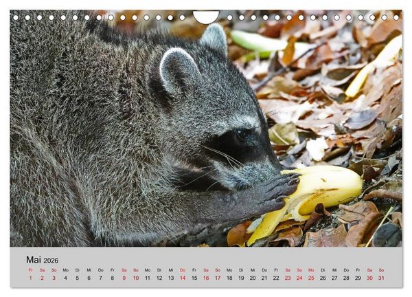 Produktbild: COSTA RICA - Tierische Momente (Wandkalender 2026 DIN A4 quer), CALVENDO Monatskalender