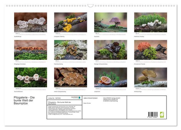 Produktbild: Pilzgalerie - Die bunte Welt der Baumpilze (Wandkalender 2026 DIN A2 quer), CALVENDO Monatskalender