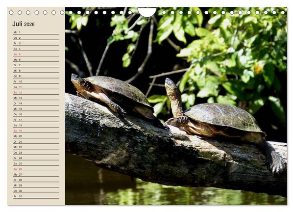Produktbild: Regenwald. Tiere im Dschungel (Wandkalender 2026 DIN A4 quer), CALVENDO Monatskalender