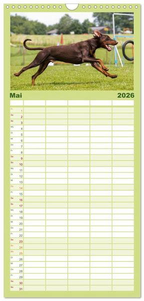 Produktbild: Familienplaner 2026 - Dobermann mit 5 Spalten (Wandkalender, 21 x 45 cm) CALVENDO