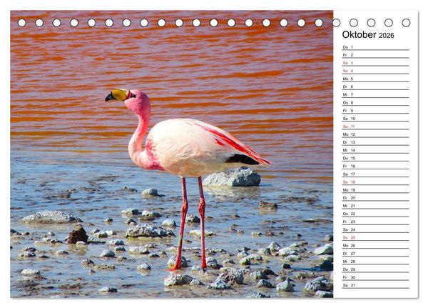 Produktbild: Mein Flamingo Planer (Tischkalender 2026 DIN A5 quer), CALVENDO Monatskalender