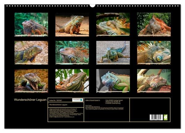 Produktbild: Wundersch&ouml;ner Leguan (Wandkalender 2026 DIN A2 quer), CALVENDO Monatskalender