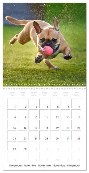 Produktbild: French Bulldogs in play frenzy (Wall Calendar 2027 12 &times; 12 Inch) CALVENDO 12 Month Wall Calendar