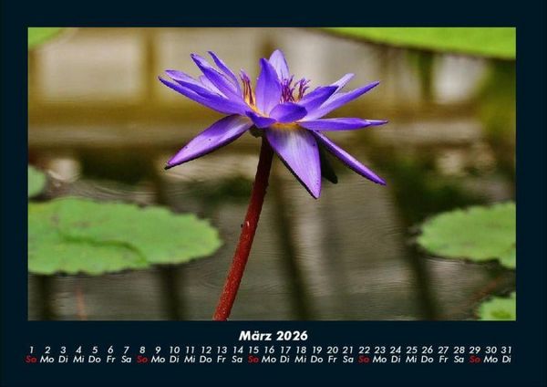 Produktbild: Blumenkalender 2026 Fotokalender DIN A4