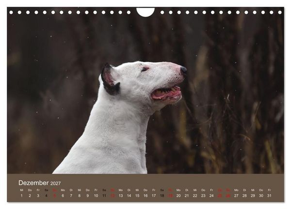 Produktbild: Bullterrier - charmante Herzensbrecher (Wandkalender 2027 DIN A4 quer), CALVENDO Monatskalender
