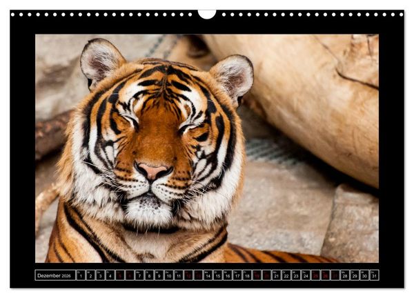Produktbild: Tiger, L&ouml;we und Co. (Wandkalender 2026 DIN A3 quer), CALVENDO Monatskalender