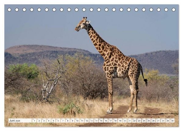 Produktbild: S&uuml;dafrika / Landschaften & Tiere / Christian Heeb (Tischkalender 2026 DIN A5 quer), CALVENDO Monatskalender