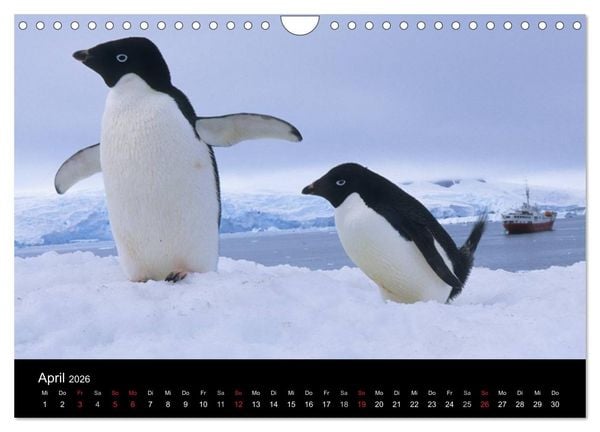 Produktbild: Arktis und Antarktis (Wandkalender 2026 DIN A4 quer), CALVENDO Monatskalender