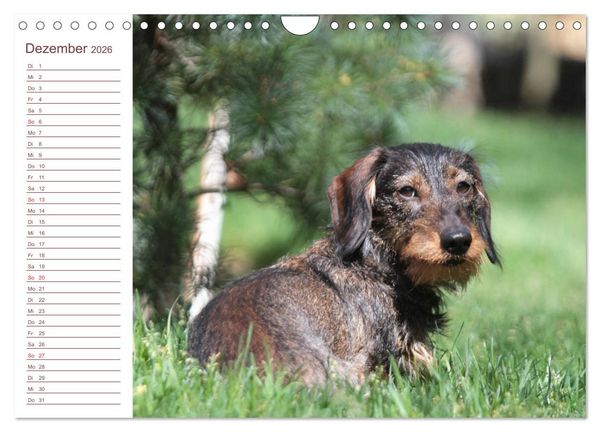 Produktbild: Familienplaner - Liebenswerte Rabauken - Rauhaardackel (Wandkalender 2026 DIN A4 quer), CALVENDO Monatskalender