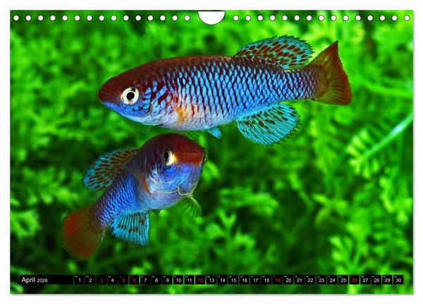 Produktbild: Killifische &ndash; Bunte Fische Afrikas (Wandkalender 2026 DIN A4 quer), CALVENDO Monatskalender