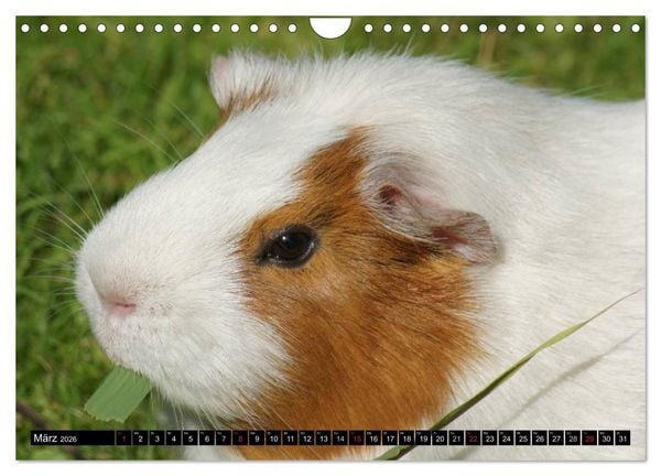 Produktbild: Kuschelige Meerschweinchen (Wandkalender 2026 DIN A4 quer), CALVENDO Monatskalender
