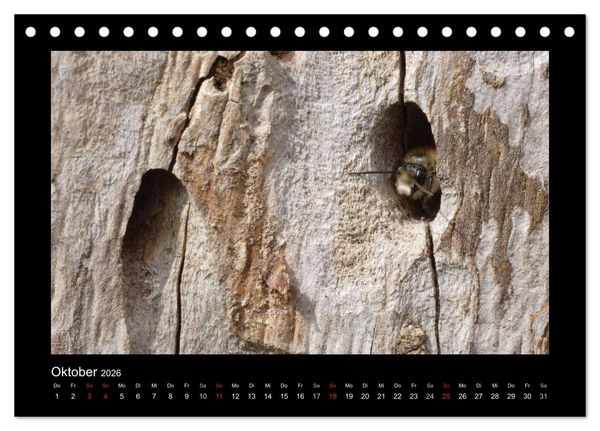 Produktbild: Die Wildbienen Deutschlands (Tischkalender 2026 DIN A5 quer), CALVENDO Monatskalender