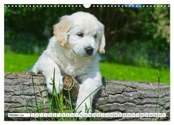Produktbild: Goldige Herzensbrecher - Golden Retriever Welpen (Wandkalender 2026 DIN A3 quer), CALVENDO Monatskalender