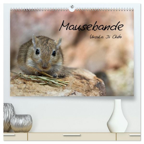 Produktbild: Mausebande (hochwertiger Premium Wandkalender 2026 DIN A2 quer), Kunstdruck in Hochglanz